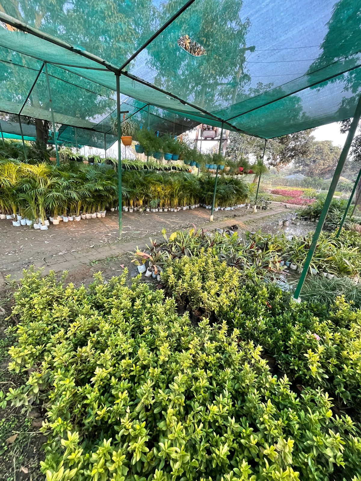 Plant Nursery in Saharanpur